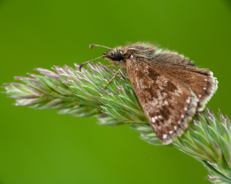Erynnis tages - cigánylepke