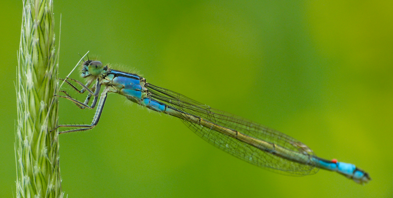 Ischnura elegans pontica - kéköves légivadász