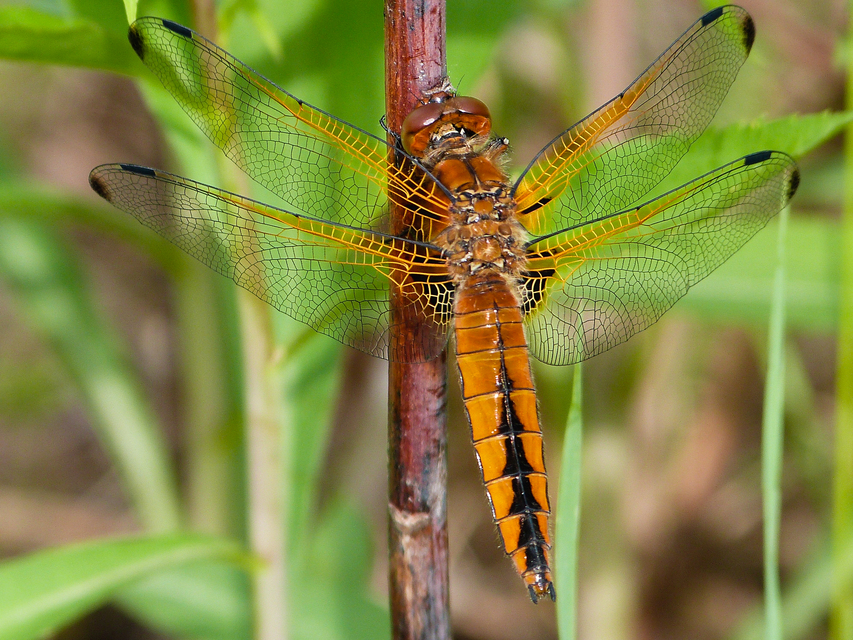 Libellula fulva - kisfoltos laposacsa