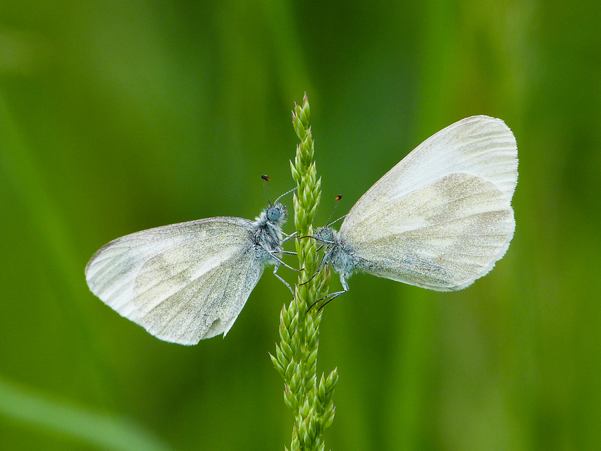 Leptidea sinapis - mustárlepke