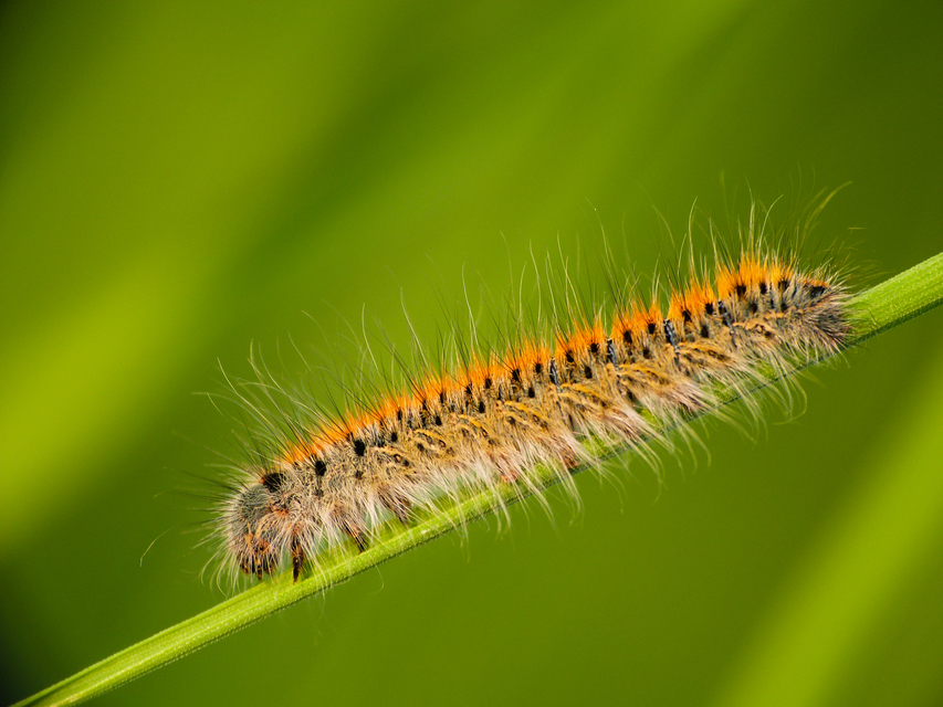Lasiocampa trifolii - lóhereszövő