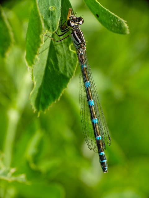 Coenagrion ornatum - díszes légivadász