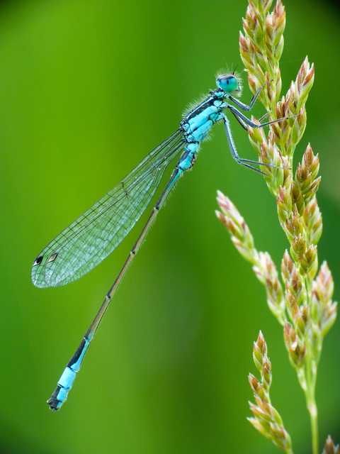 Ischnura elegans pontica - kéköves légivadász