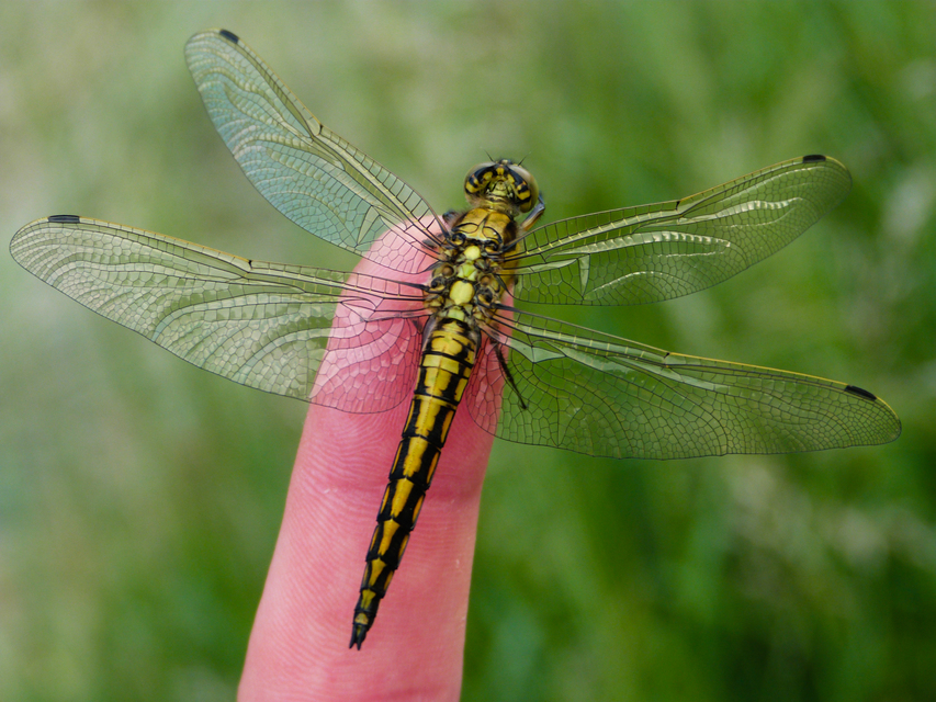 Orthetrum cancellatum - feketefarkú pásztorszitakötő