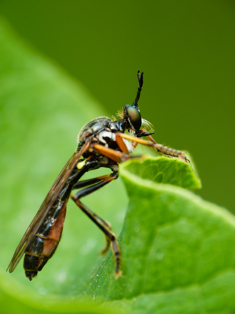 Dioctria rufipes