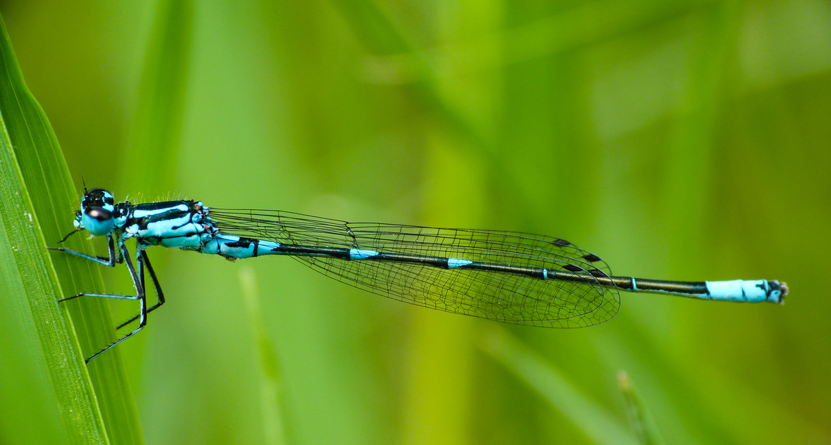 Coenagrion pulchellum - karcsú légivadász