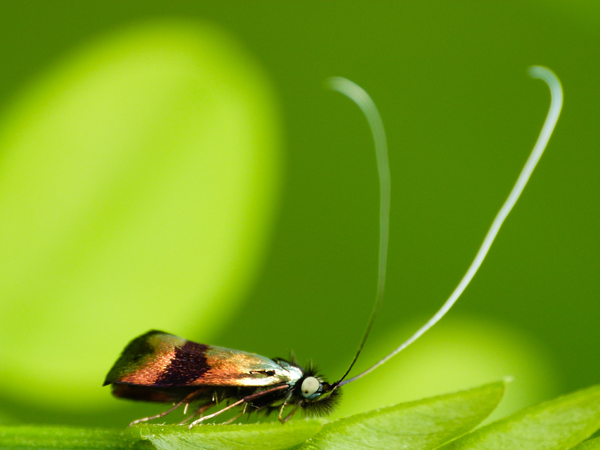 Nemophora fasciella - feketesávú tőrösmoly