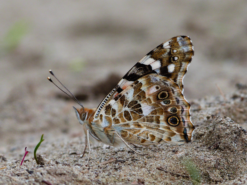 Vanessa cardui - bogáncslepke