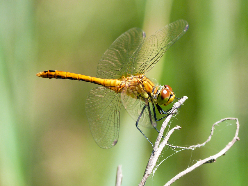 Sympetrum sanguineum - vörös katona-szitakötő