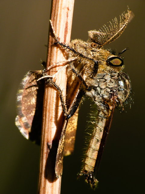 Asilinae