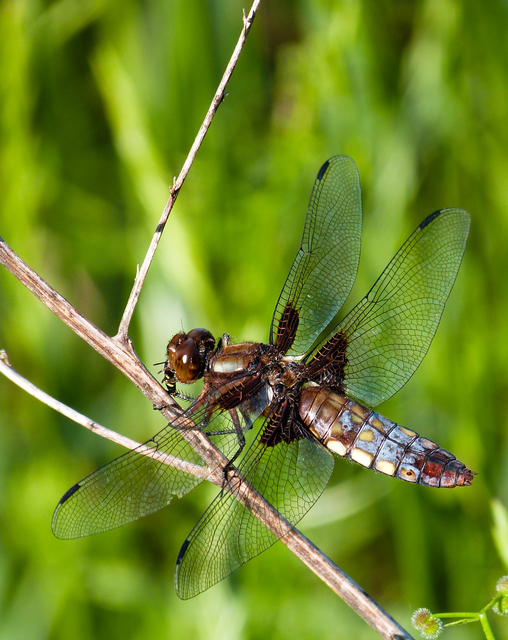 Libellula depressa - széles laposacsa