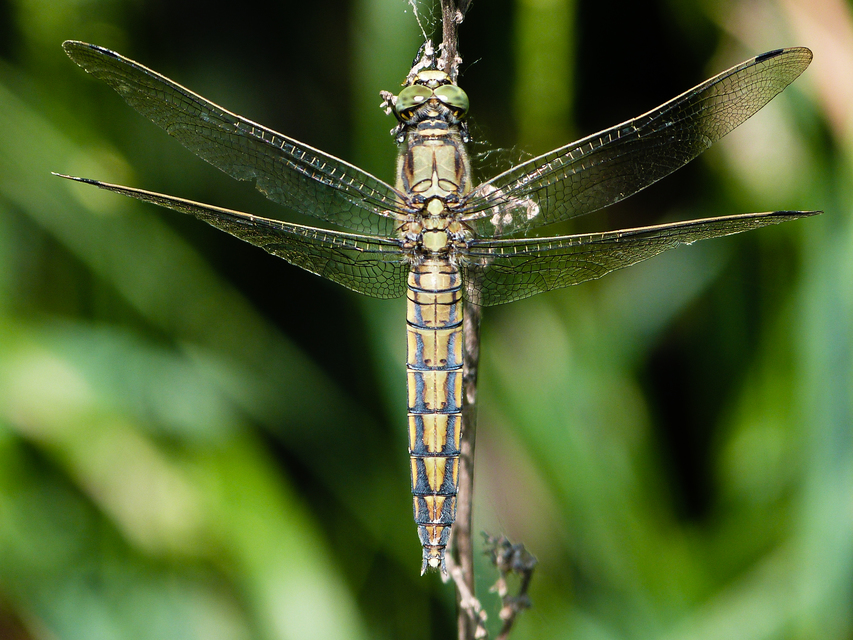 Orthetrum cancellatum - feketefarkú pásztorszitakötő