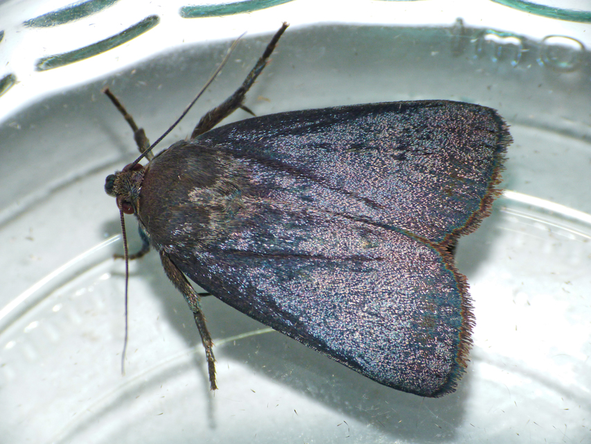 Amphipyra livida - zsírfényű bagoly