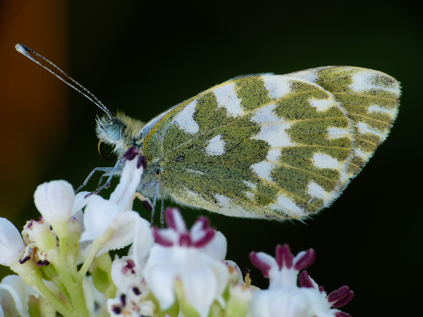 Pontia edusa - rezedalepke
