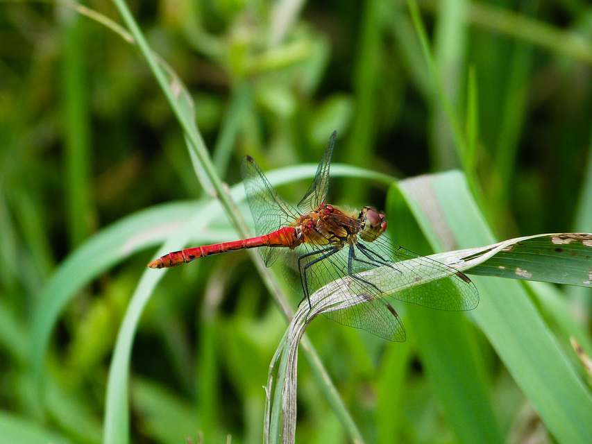 Sympetrum sanguineum - vörös katona-szitakötő