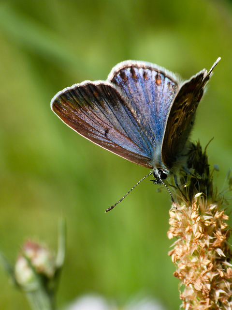 Polyommatus icarus - közönséges boglárka