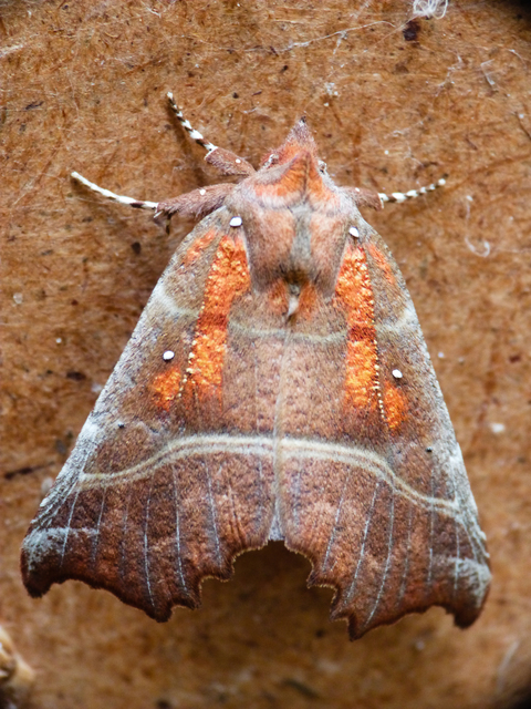 Scoliopteryx libatrix - vörös csipkésbagoly