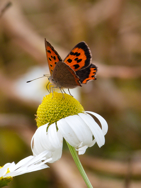 Lycaena phlaeas - közönséges tűzlepke