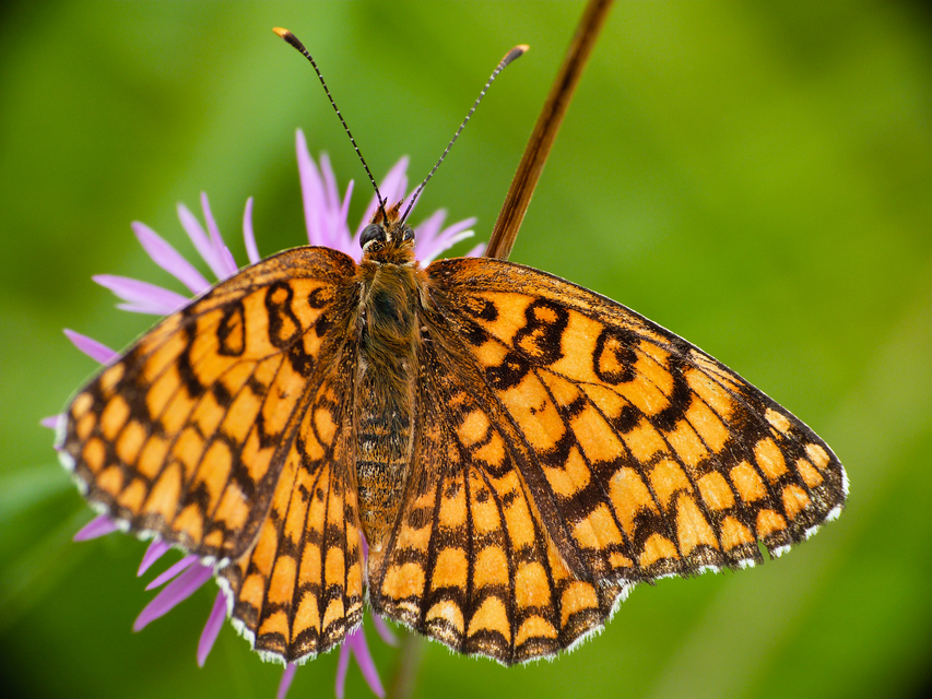 Melitaea phoebe - nagy tarkalepke