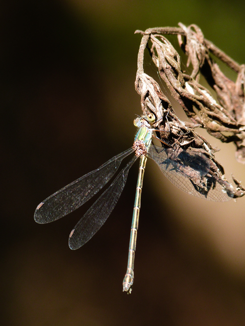 Chalcolestes viridis/parvidens