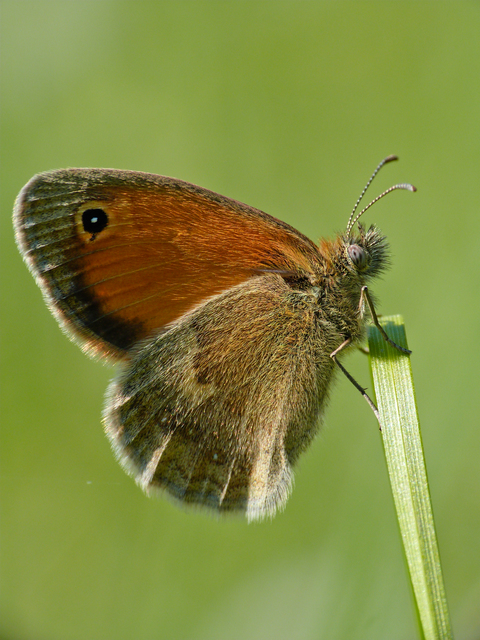 Coenonympha pamphilus - kis szénalepke