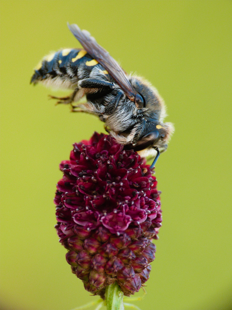 Anthidium