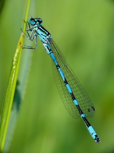 Coenagrion ornatum - díszes légivadász