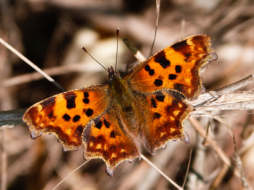 Nymphalis c-album - C-betűs lepke
