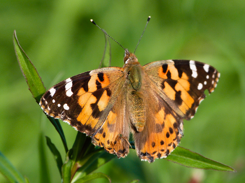 Vanessa cardui - bogáncslepke