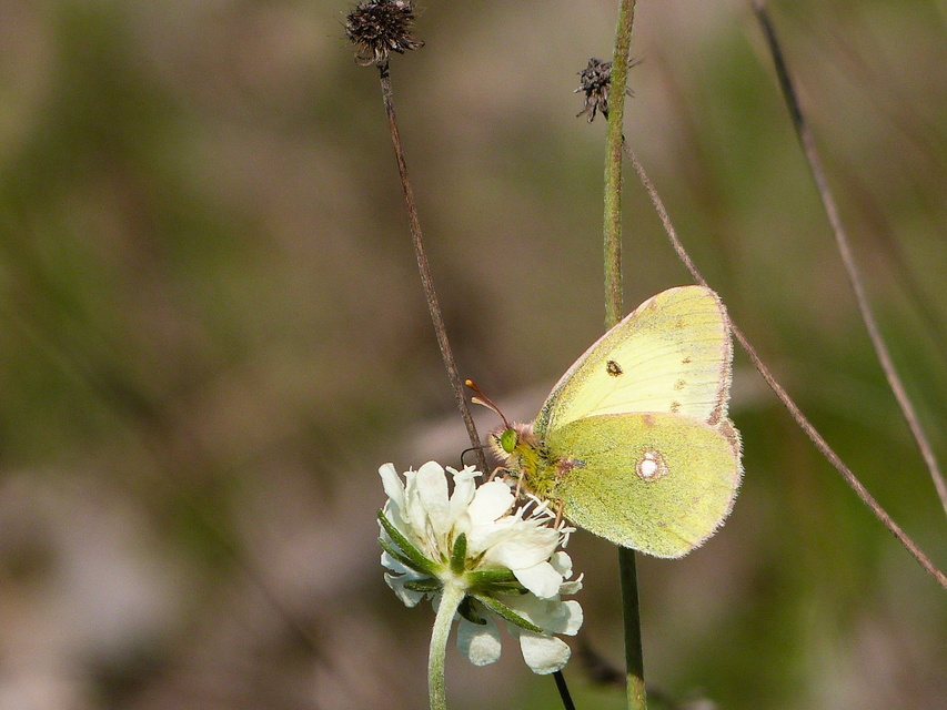 Colias erate - csángó-kéneslepke