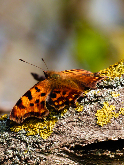 Nymphalis c-album - C-betűs lepke
