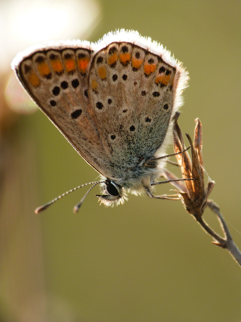 Aricia agestis - szerecsenboglárka