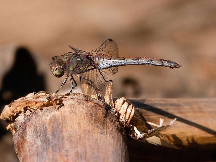 Sympetrum striolatum - harántsávos katona-szitakötő