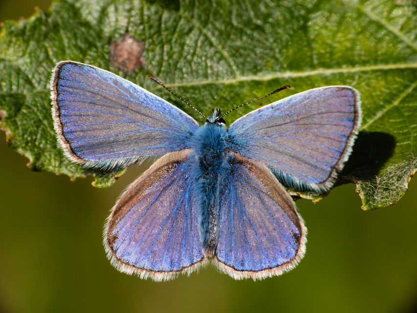 Polyommatus icarus - közönséges boglárka