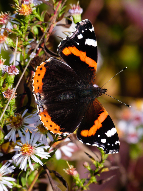 Vanessa atalanta - atalantalepke