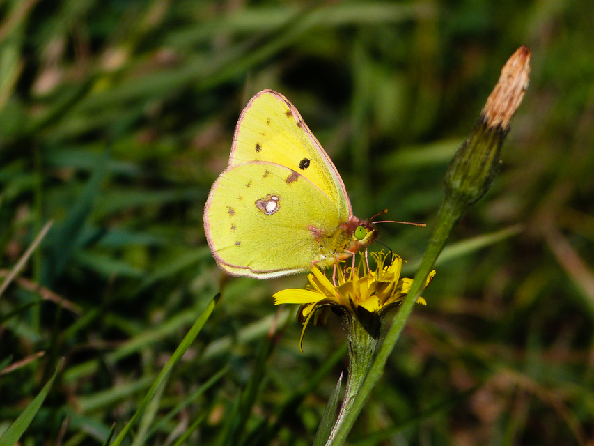 Colias croceus - sáfránylepke