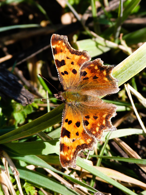 Nymphalis c-album - C-betűs lepke