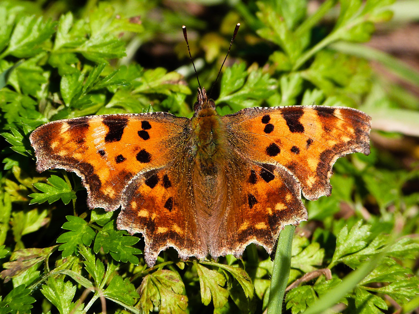 Nymphalis c-album - C-betűs lepke