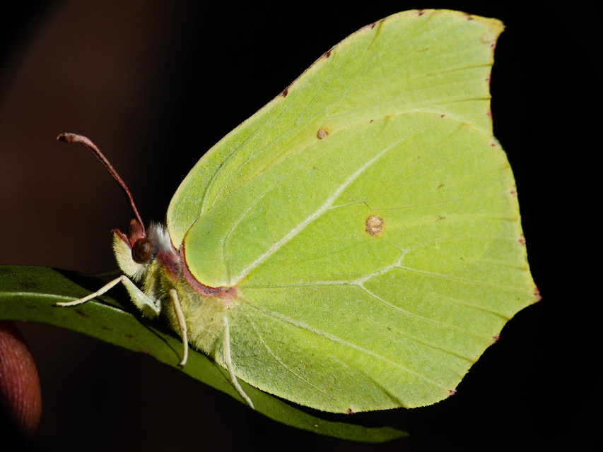 Gonepteryx rhamni - citromlepke