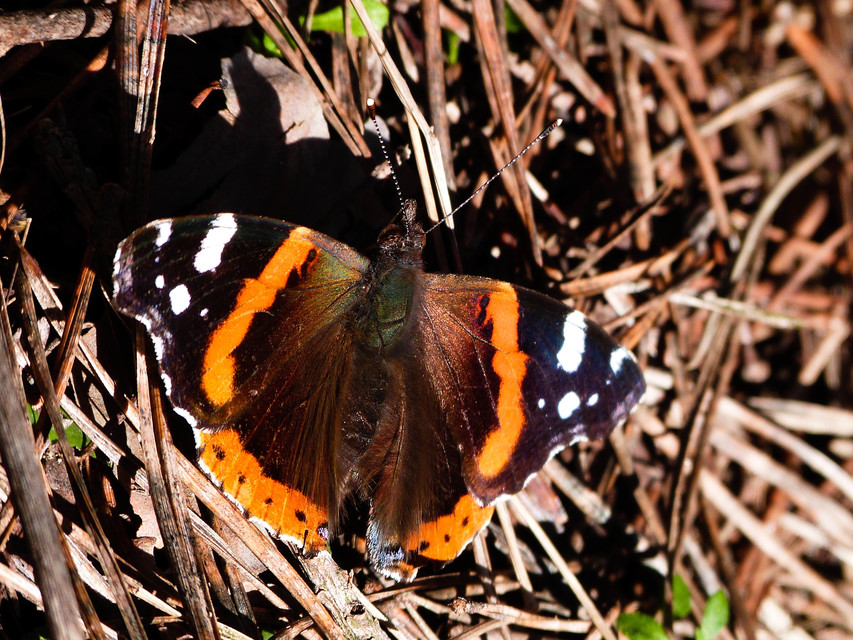 Vanessa atalanta - atalantalepke