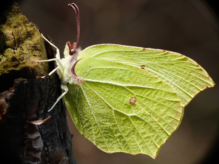 Gonepteryx rhamni - citromlepke