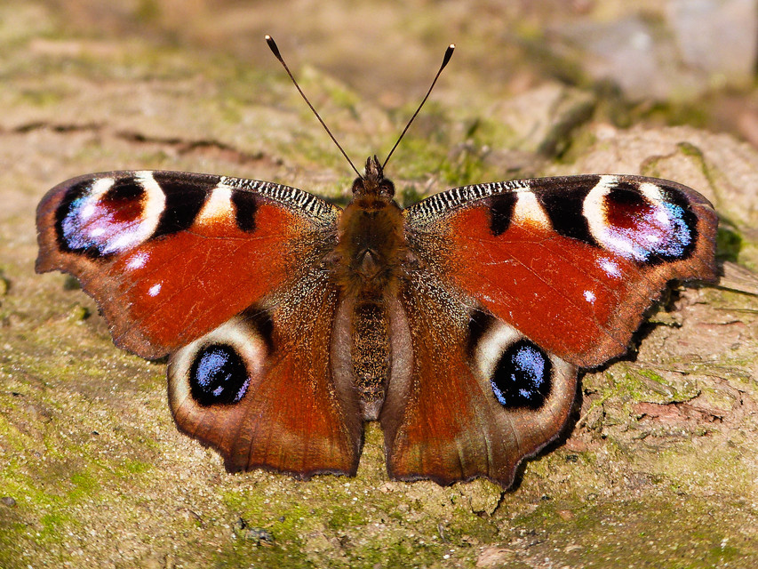 Nymphalis io - nappali pávaszem