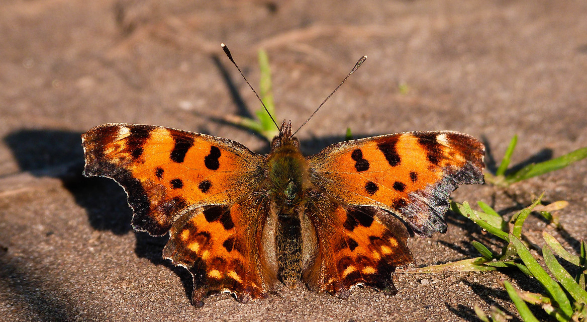 Nymphalis c-album - C-betűs lepke