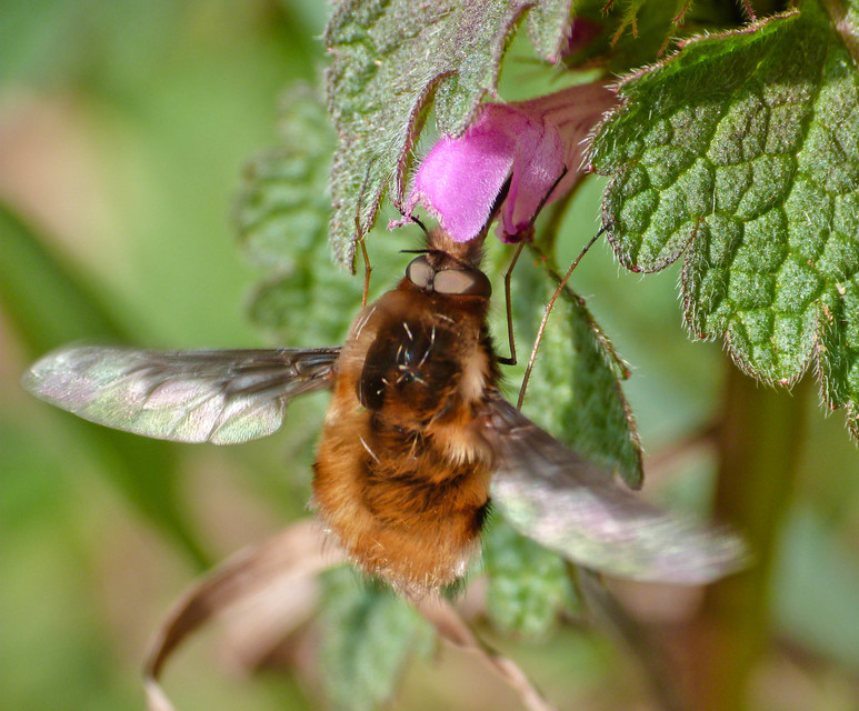 Bombylius major - szegélyes pöszörlégy