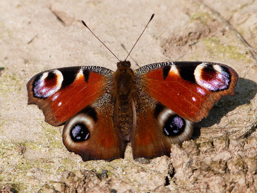 Nymphalis io - nappali pávaszem