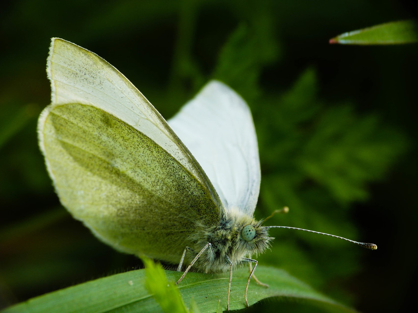 Pieris rapae - répalepke