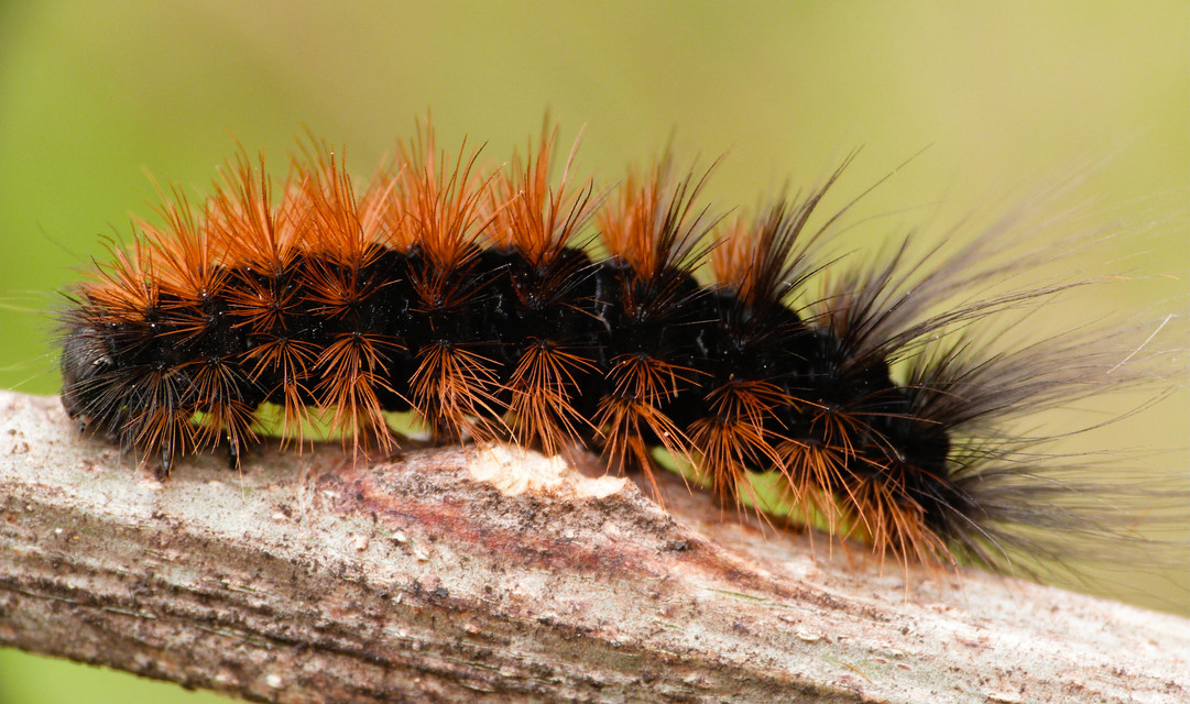 Hyphoraia aulica - barna medvelepke