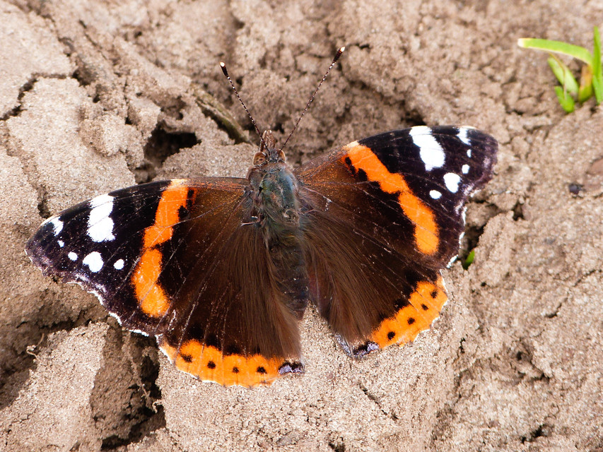 Vanessa atalanta - atalantalepke