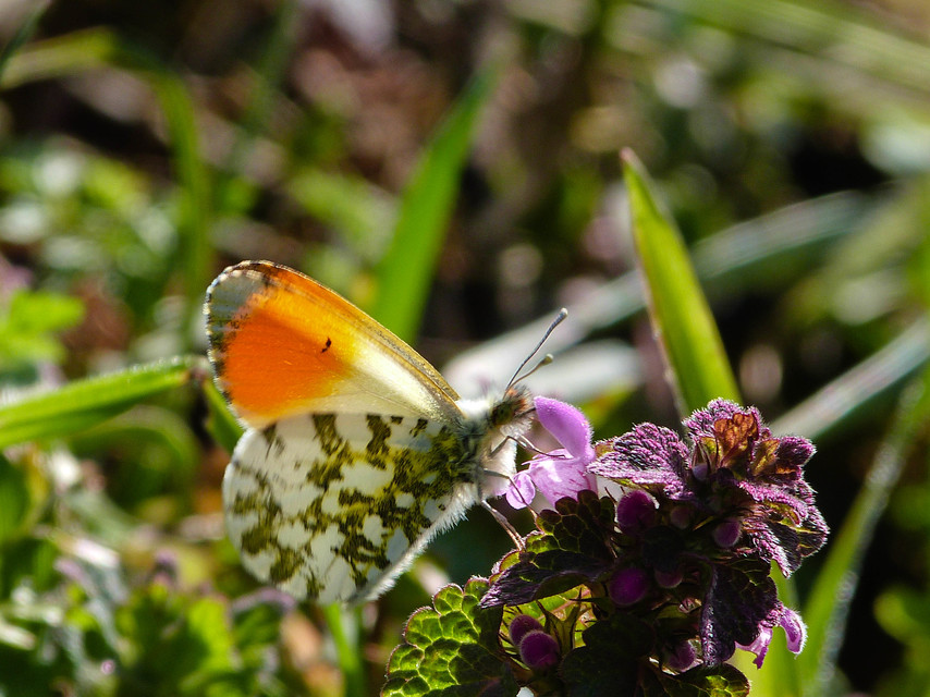 Anthocharis cardamines - hajnalpírlepke