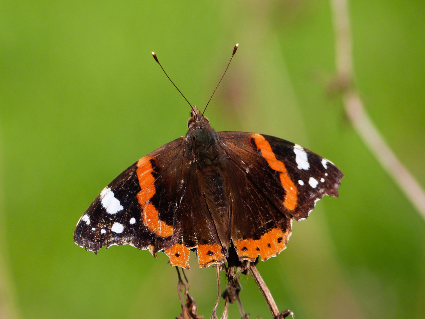 Vanessa atalanta - atalantalepke